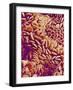 Small intestine of a rabbit-Micro Discovery-Framed Photographic Print