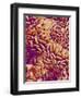 Small intestine of a rabbit-Micro Discovery-Framed Photographic Print