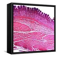 Small Intestine Section, Light Micrograph-Dr. Keith Wheeler-Framed Stretched Canvas