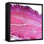 Small Intestine Section, Light Micrograph-Dr. Keith Wheeler-Framed Stretched Canvas