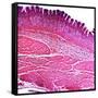 Small Intestine Section, Light Micrograph-Dr. Keith Wheeler-Framed Stretched Canvas