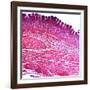 Small Intestine Section, Light Micrograph-Dr. Keith Wheeler-Framed Photographic Print