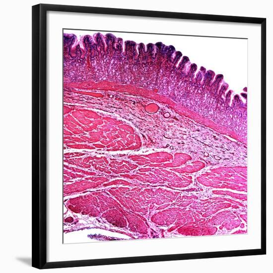 Small Intestine Section, Light Micrograph-Dr. Keith Wheeler-Framed Photographic Print