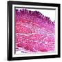 Small Intestine Section, Light Micrograph-Dr. Keith Wheeler-Framed Photographic Print