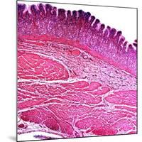 Small Intestine Section, Light Micrograph-Dr. Keith Wheeler-Mounted Photographic Print