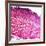 Small Intestine Section, Light Micrograph-Dr. Keith Wheeler-Framed Photographic Print