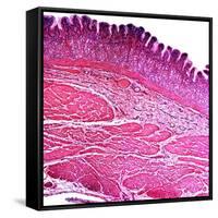 Small Intestine Section, Light Micrograph-Dr. Keith Wheeler-Framed Stretched Canvas