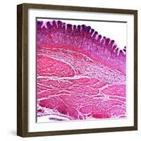 Small Intestine Section, Light Micrograph-Dr. Keith Wheeler-Framed Premium Photographic Print