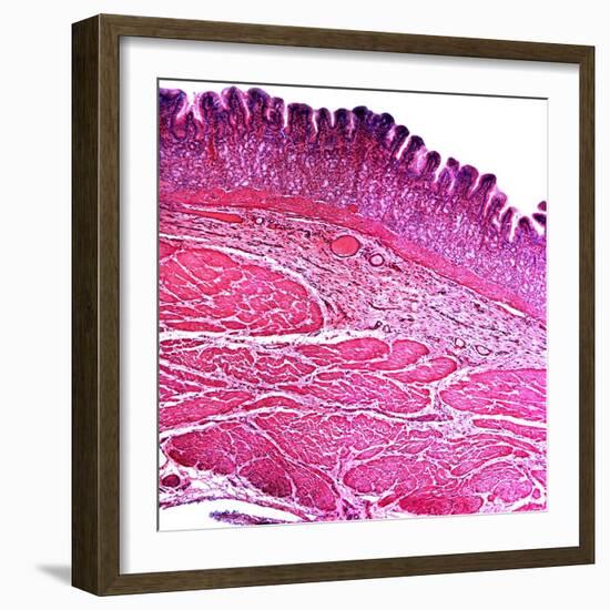 Small Intestine Section, Light Micrograph-Dr. Keith Wheeler-Framed Premium Photographic Print