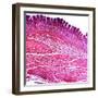 Small Intestine Section, Light Micrograph-Dr. Keith Wheeler-Framed Premium Photographic Print