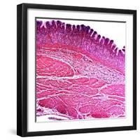 Small Intestine Section, Light Micrograph-Dr. Keith Wheeler-Framed Premium Photographic Print