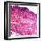 Small Intestine Section, Light Micrograph-Dr. Keith Wheeler-Framed Premium Photographic Print