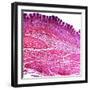 Small Intestine Section, Light Micrograph-Dr. Keith Wheeler-Framed Premium Photographic Print