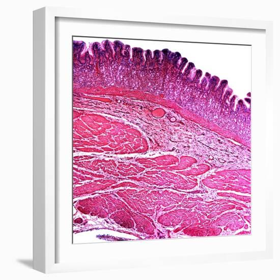 Small Intestine Section, Light Micrograph-Dr. Keith Wheeler-Framed Premium Photographic Print