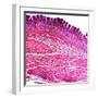 Small Intestine Section, Light Micrograph-Dr. Keith Wheeler-Framed Premium Photographic Print