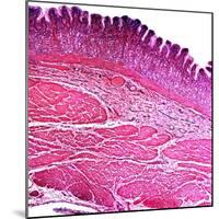 Small Intestine Section, Light Micrograph-Dr. Keith Wheeler-Mounted Premium Photographic Print