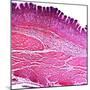 Small Intestine Section, Light Micrograph-Dr. Keith Wheeler-Mounted Premium Photographic Print