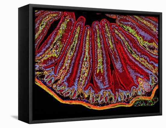 Small Intestine Villi, Section-Thomas Deerinck-Framed Stretched Canvas