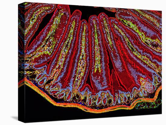 Small Intestine Villi, Section-Thomas Deerinck-Stretched Canvas