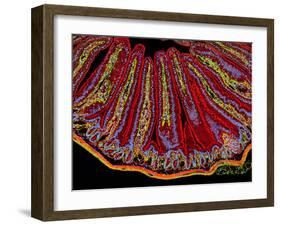 Small Intestine Villi, Section-Thomas Deerinck-Framed Photographic Print