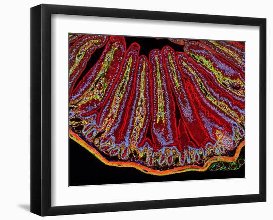 Small Intestine Villi, Section-Thomas Deerinck-Framed Photographic Print