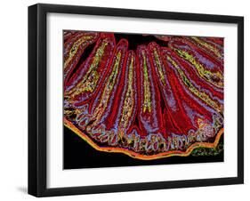 Small Intestine Villi, Section-Thomas Deerinck-Framed Photographic Print