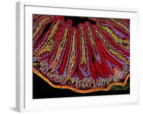 Small Intestine Villi, Section-Thomas Deerinck-Framed Photographic Print