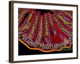 Small Intestine Villi, Section-Thomas Deerinck-Framed Photographic Print