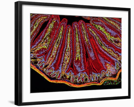 Small Intestine Villi, Section-Thomas Deerinck-Framed Photographic Print