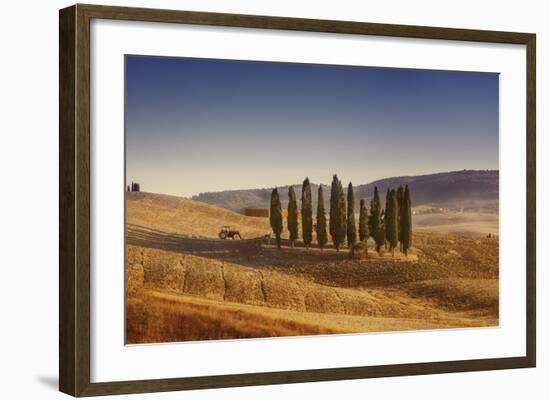 Small Isle of Cypress Trees in a Field in the Evening, Tuscany, Italy-null-Framed Photographic Print