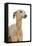 Small Italian Greyhound in Studio-null-Framed Stretched Canvas