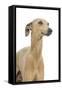 Small Italian Greyhound in Studio-null-Framed Stretched Canvas