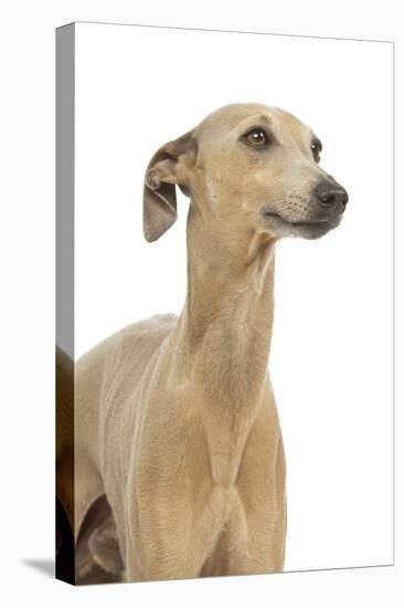 Small Italian Greyhound in Studio-null-Stretched Canvas