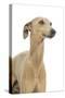 Small Italian Greyhound in Studio-null-Stretched Canvas