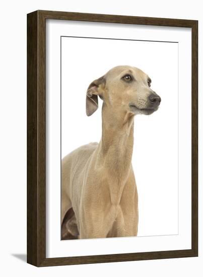 Small Italian Greyhound in Studio-null-Framed Photographic Print