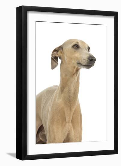 Small Italian Greyhound in Studio-null-Framed Photographic Print