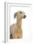 Small Italian Greyhound in Studio-null-Framed Photographic Print