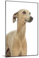 Small Italian Greyhound in Studio-null-Mounted Photographic Print