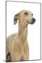 Small Italian Greyhound in Studio-null-Mounted Photographic Print