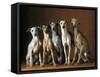 Small Italian Greyhounds Five Sitting Down Together-null-Framed Stretched Canvas