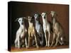 Small Italian Greyhounds Five Sitting Down Together-null-Stretched Canvas