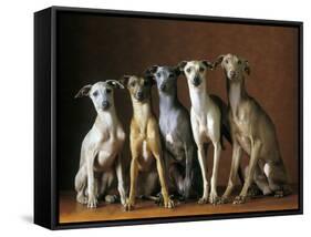 Small Italian Greyhounds Five Sitting Down Together-null-Framed Stretched Canvas