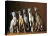 Small Italian Greyhounds Five Sitting Down Together-null-Stretched Canvas