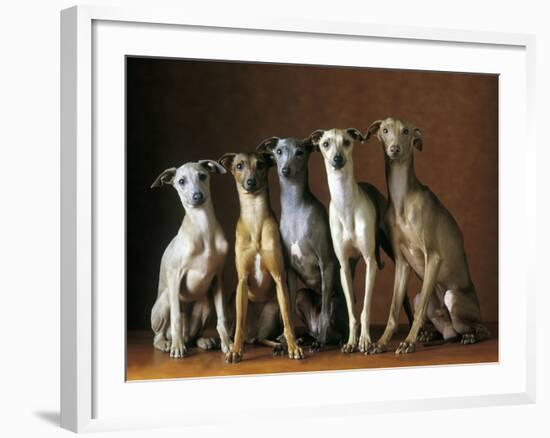 Small Italian Greyhounds Five Sitting Down Together-null-Framed Photographic Print