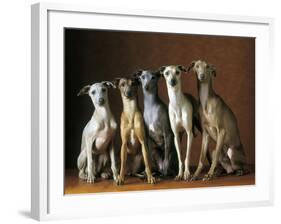 Small Italian Greyhounds Five Sitting Down Together-null-Framed Photographic Print