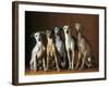 Small Italian Greyhounds Five Sitting Down Together-null-Framed Photographic Print