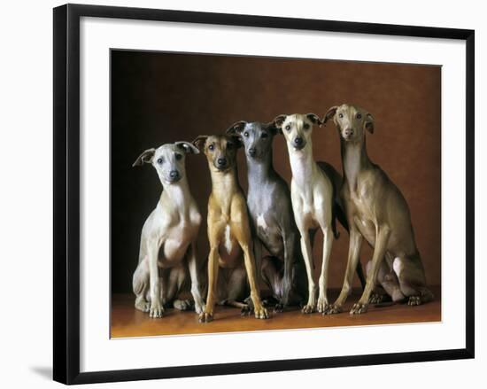 Small Italian Greyhounds Five Sitting Down Together-null-Framed Photographic Print