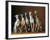 Small Italian Greyhounds Five Sitting Down Together-null-Framed Photographic Print