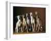 Small Italian Greyhounds Five Sitting Down Together-null-Framed Photographic Print