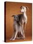 Small Italian Greyhounds Two Together-null-Stretched Canvas